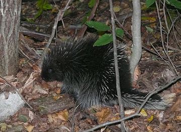 cameroon/mbam-djerem-national-park