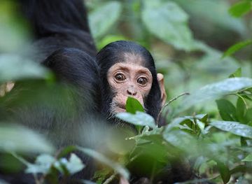 uganda/kibale-national-park