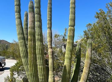 arizona/organ-pipe-cactus-national-monument