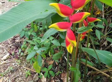 trinidad-and-tobago/asa-wright-nature-centre