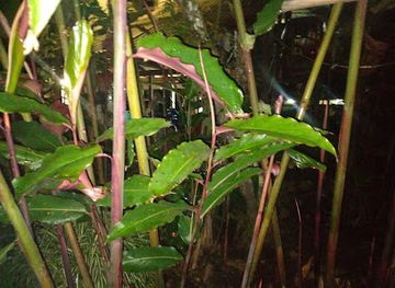 papua-new-guinea/madang-province