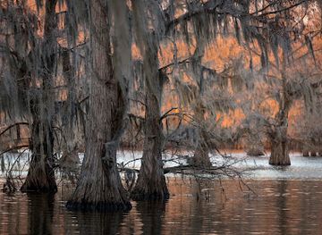 louisiana/caddo-lake