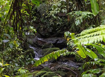 costa-rica/monteverde-cloud-forest-biological-reserve