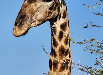 south-africa/pilanesberg-national-park