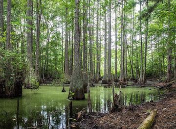 south-carolina/francis-marion-national-forest