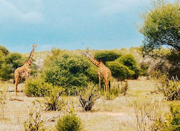 tanzania/ruaha-national-park