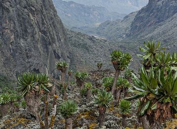uganda/rwenzori-mountains-national-park
