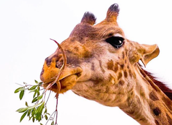 kuwait/kuwait-zoo
