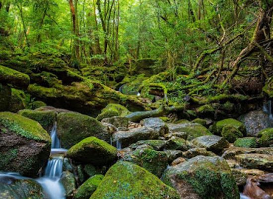 japan/yakushima
