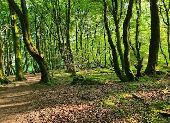 denmark/rebild-national-park