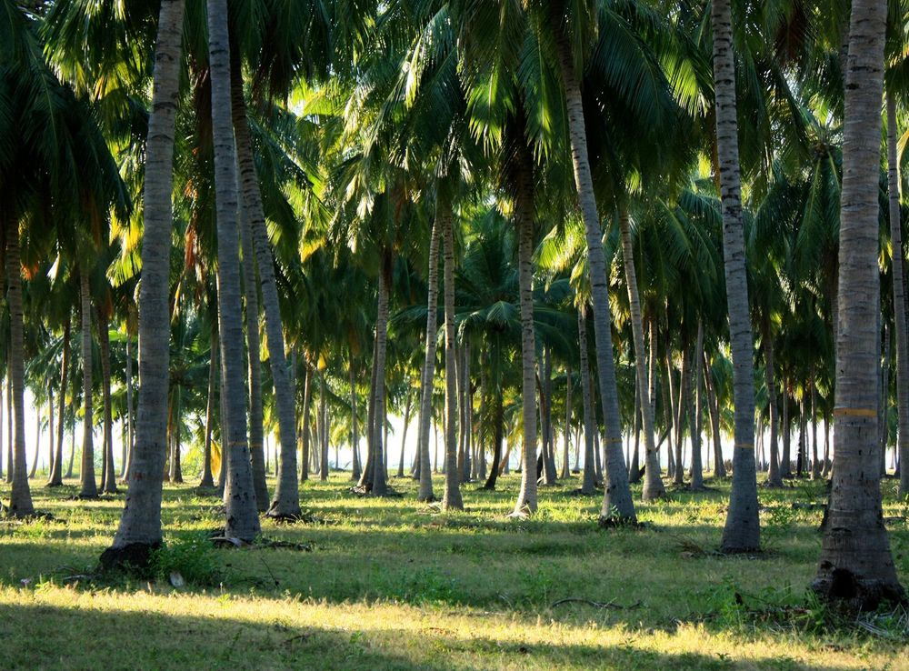 File:Pasikudah - coconut trees.JPG - Wikimedia Commons
