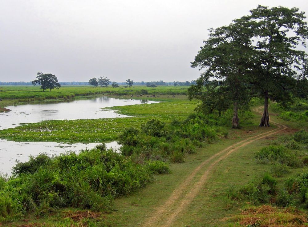 File:Assam 042 yfb edit.jpg - Wikimedia Commons