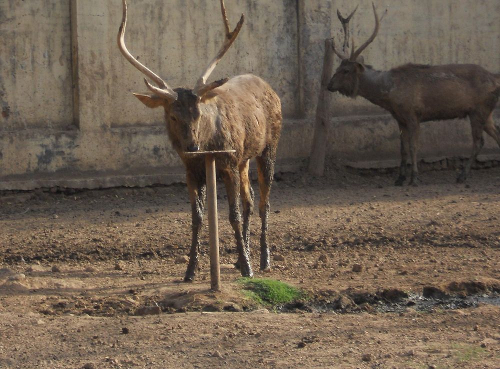 File:Sambhar at Gwalior zoo.JPG - Wikimedia Commons
