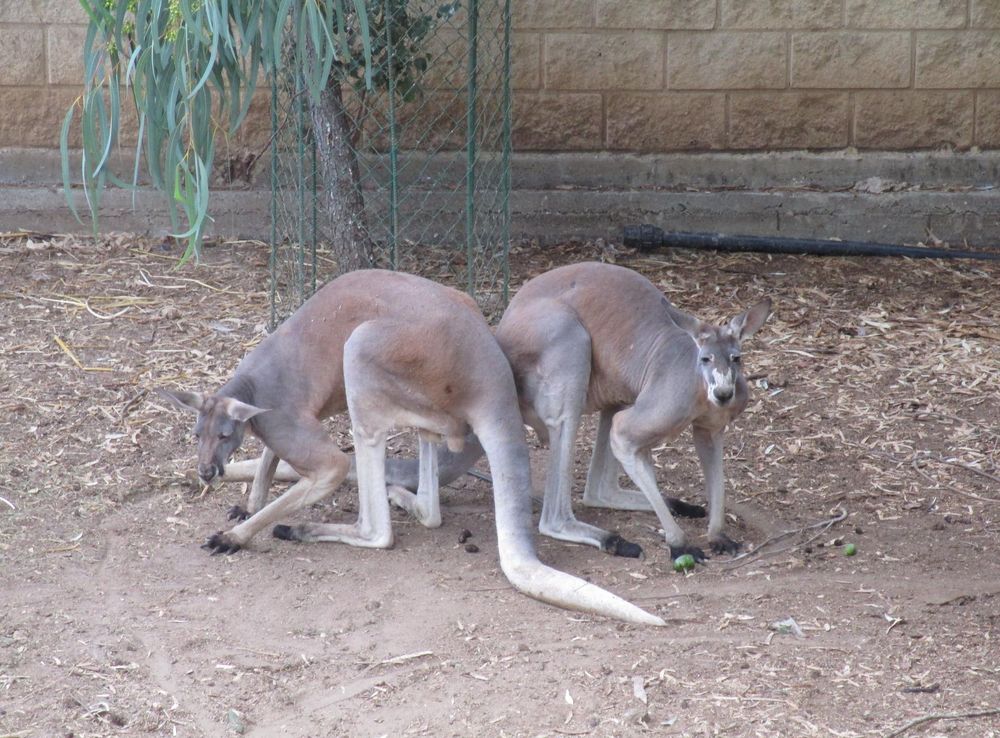 File:PikiWiki Israel 33164 Kangaroo in Zoo-Botanical Garden Nahariya.JPG -  Wikimedia Commons