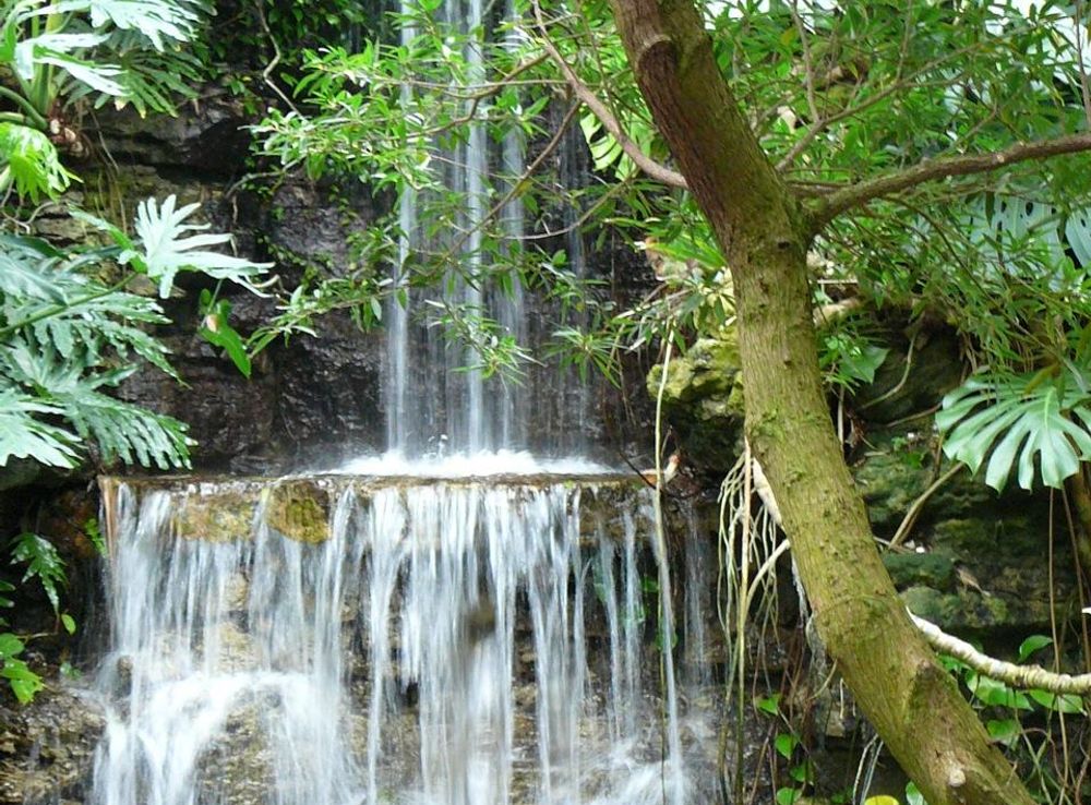 File:Krohn Conservatory (Cincinnati, Ohio) falls.jpg - Wikimedia Commons