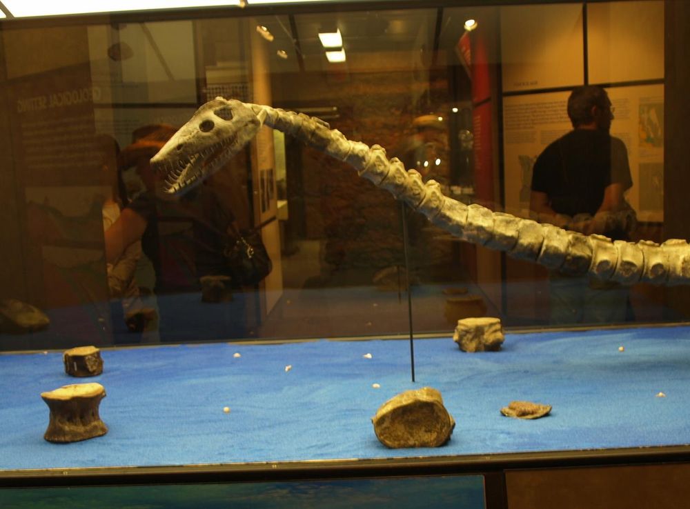 File:Canadian Fossil Discovery Centre Morden Manitoba Canada.JPG -  Wikimedia Commons