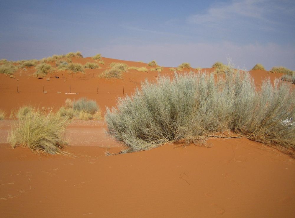 File:Kalahari red dunes with bush.jpeg - Wikimedia Commons