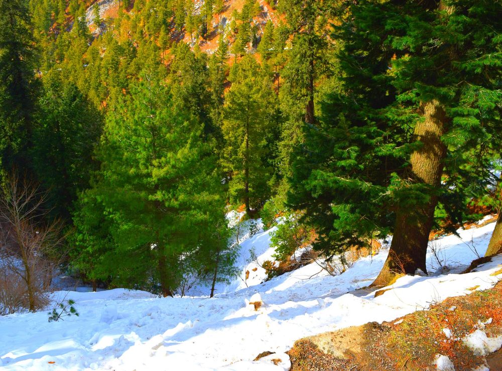 File:Nathia Gali snow and trees Murree Pakistan.jpg - Wikimedia Commons