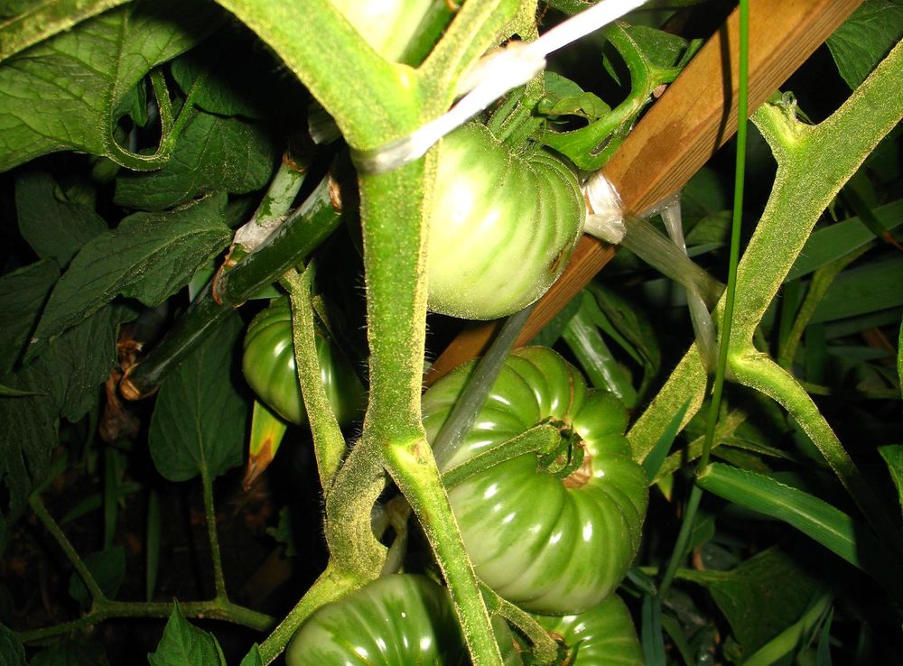Liste der Tomatensorten/B – Wikipedia