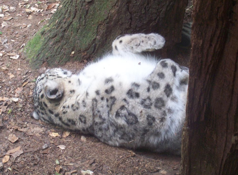 File:Snow leopard at binder park zoo.JPG - Wikimedia Commons