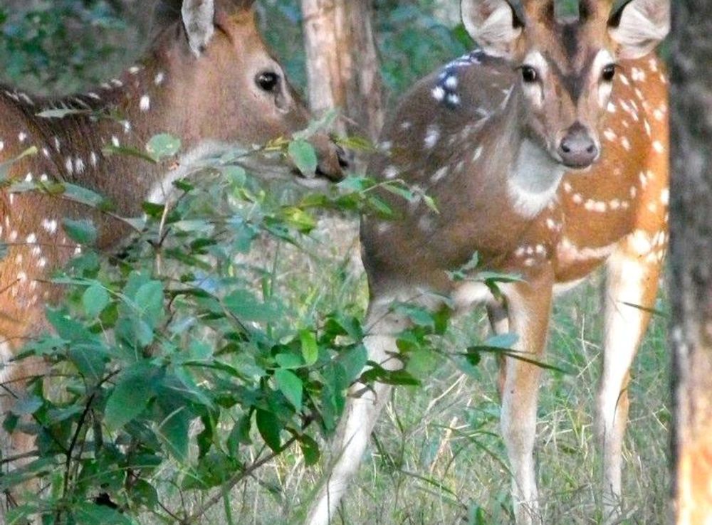 File:Shy Chital Stags.jpg - Wikimedia Commons