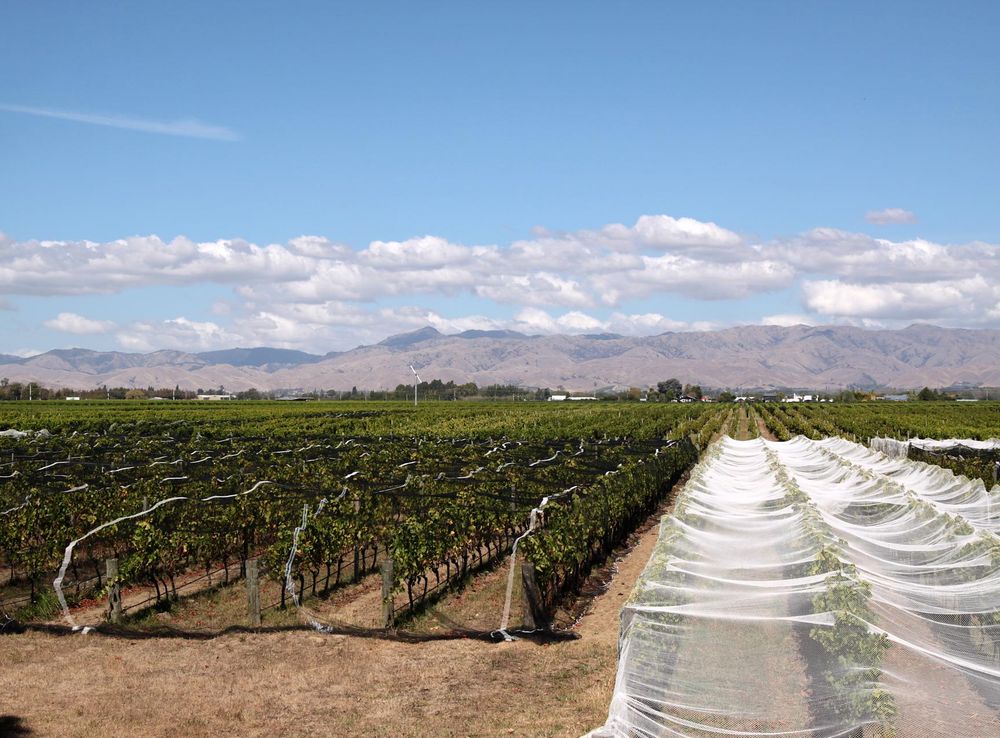 File:Marlborough vineyard nets.JPG - Wikimedia Commons