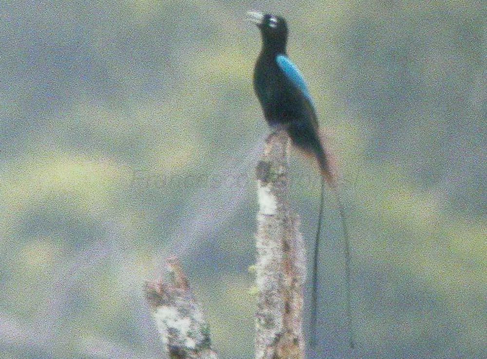 Blauparadiesvogel – Wikipedia