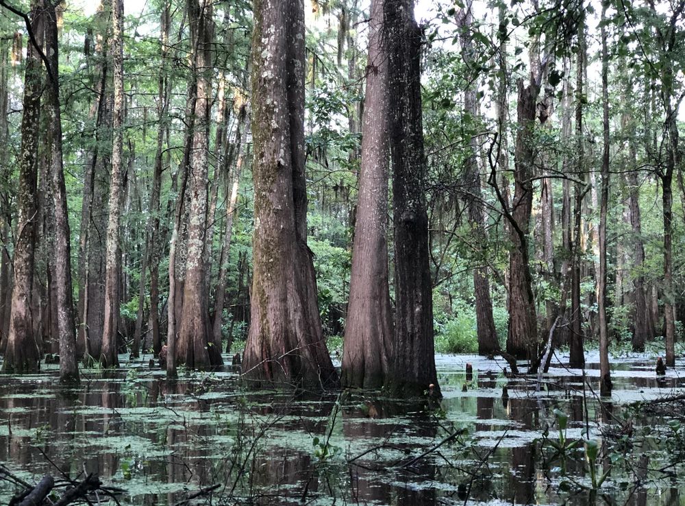File:Black Bayou Lake NWR TSH.jpg - Wikimedia Commons