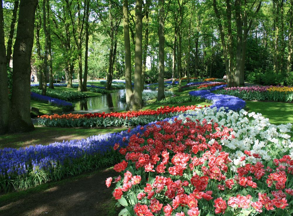 File:Keukenhof 340.JPG - Wikimedia Commons