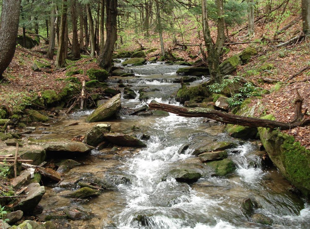File:Minister Creek - Allegheny National Forest.JPG - Wikipedia