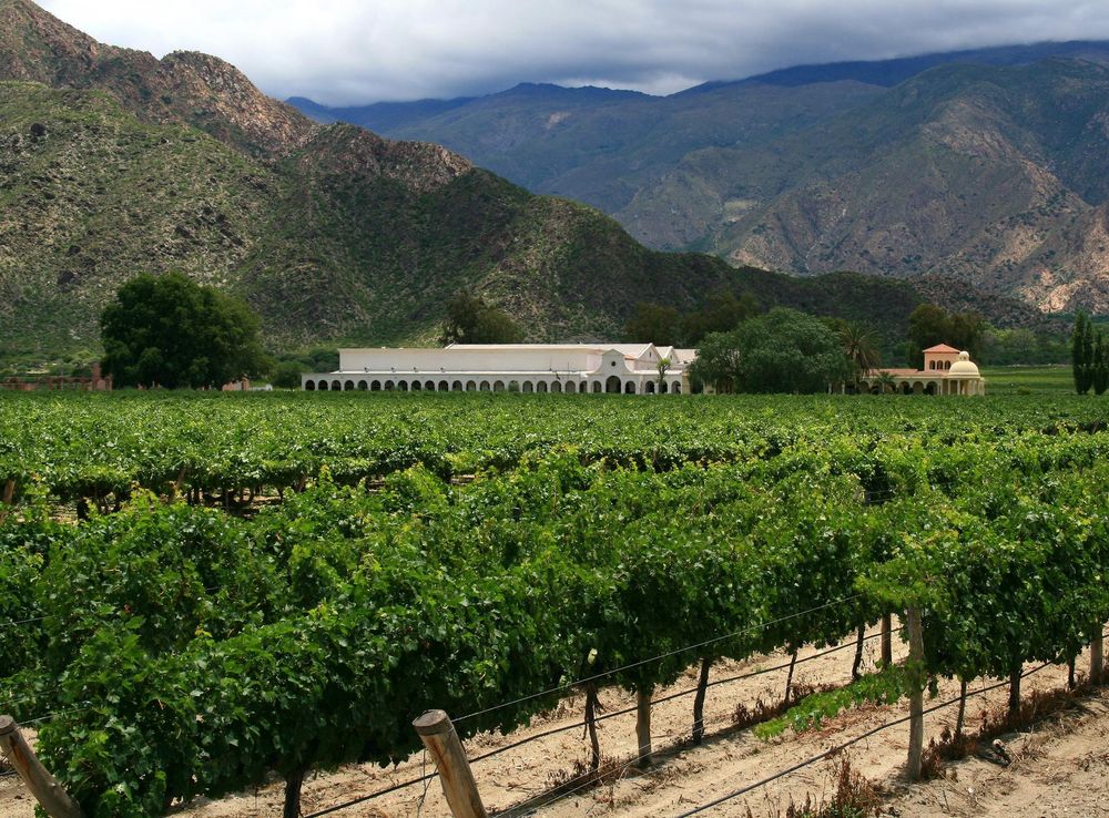 File:ViñedoCafayate.jpg - Wikipedia