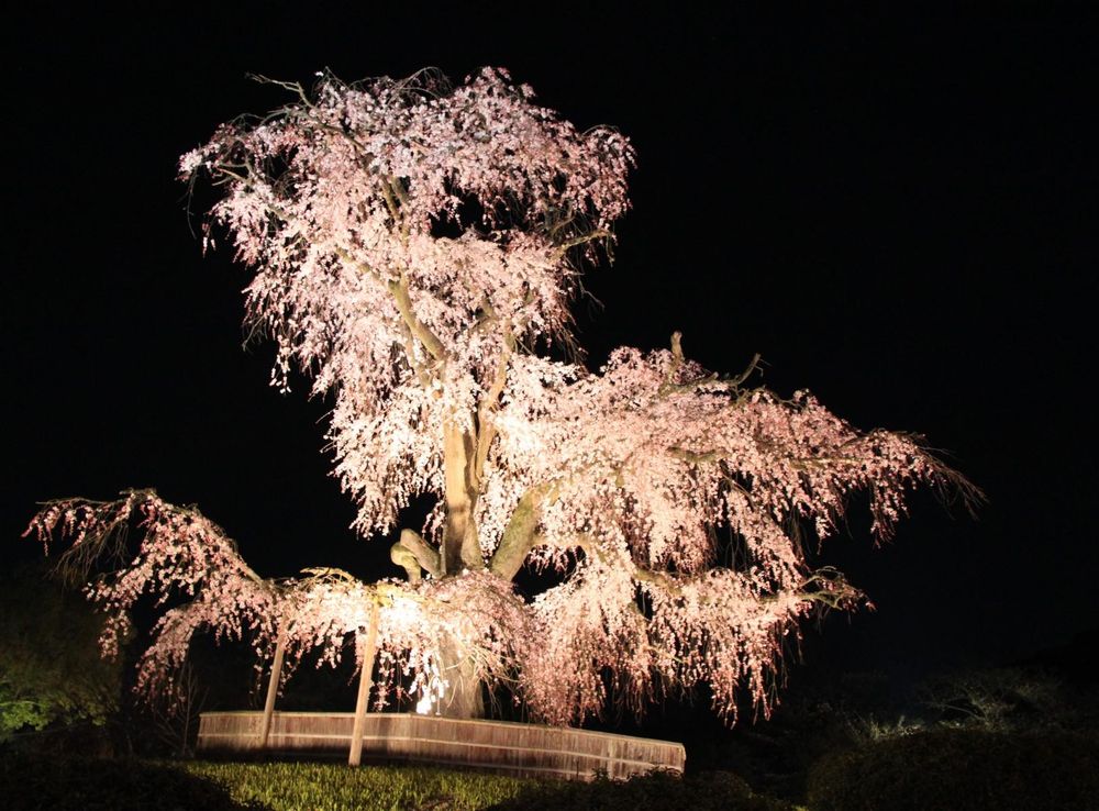 File:Sakura at Night in Maruyama Park, Kyoto - panoramio.jpg - Wikimedia  Commons