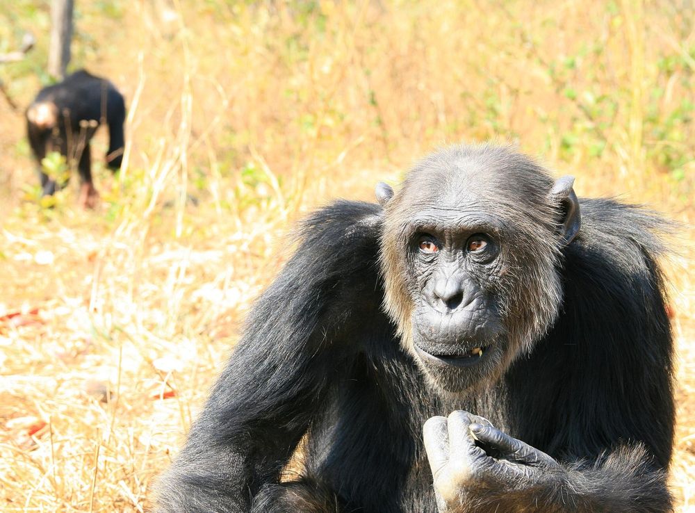 File:Wondering.JPG - Wikimedia Commons
