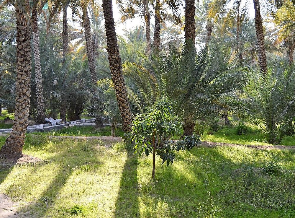 File:Al Ain Oasis A UNESCO World heritage site.jpg - Wikimedia Commons