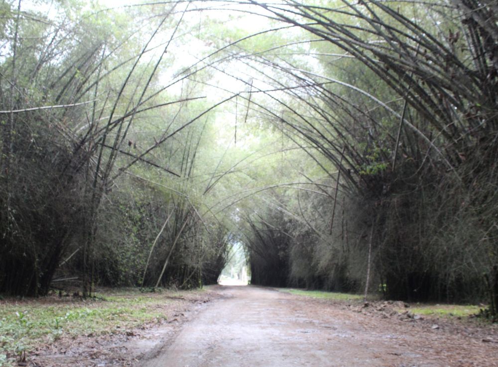 Archivo:Fotografía Jardín Botánico Lancetilla tela Atlántida derechos  reservados Olman Torres.jpg - Wikipedia, la enciclopedia libre
