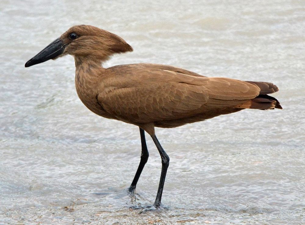 File:Hamerkop standing in a stream in Zambia.JPG - Wikimedia Commons