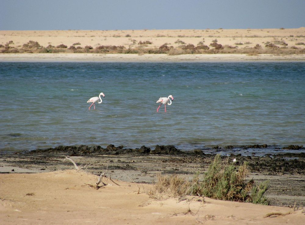 File:Wild Flamingos (3210517262).jpg - Wikimedia Commons