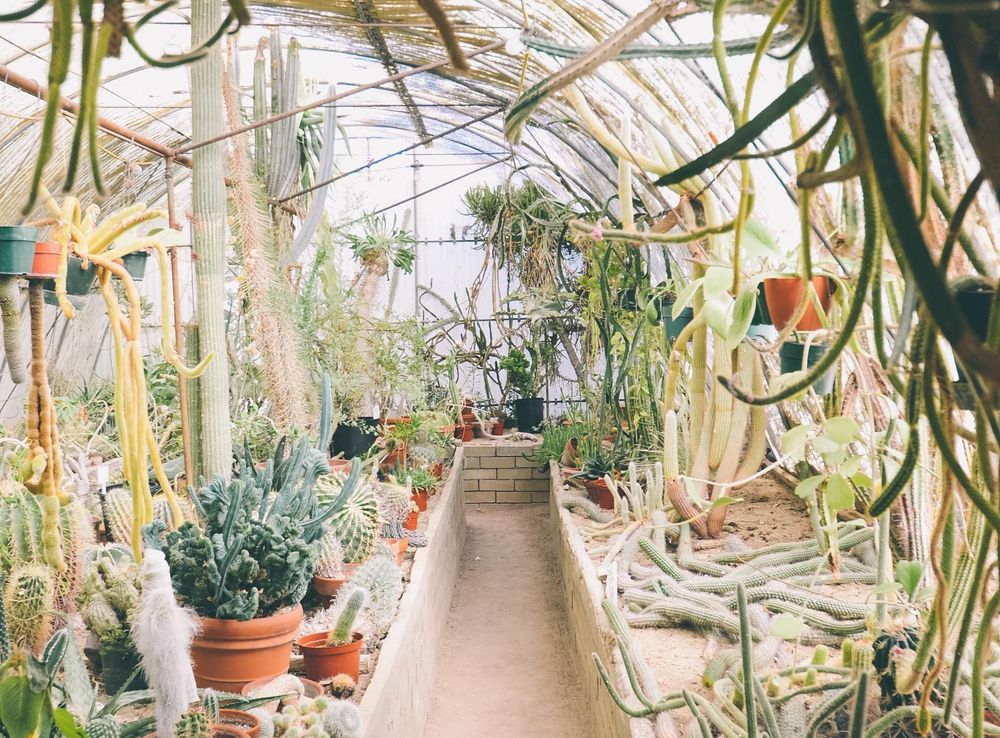 Free Images : plant, flower, window, spring, backyard, botany, planter,  flora, greenhouse, aisle, botanical garden, floristry 1968x2944 - - 101388  - Free stock photos - PxHere
