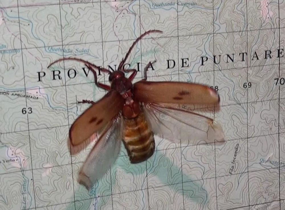 File:Gigantotrichoderes Costa Rica.JPG - Wikimedia Commons