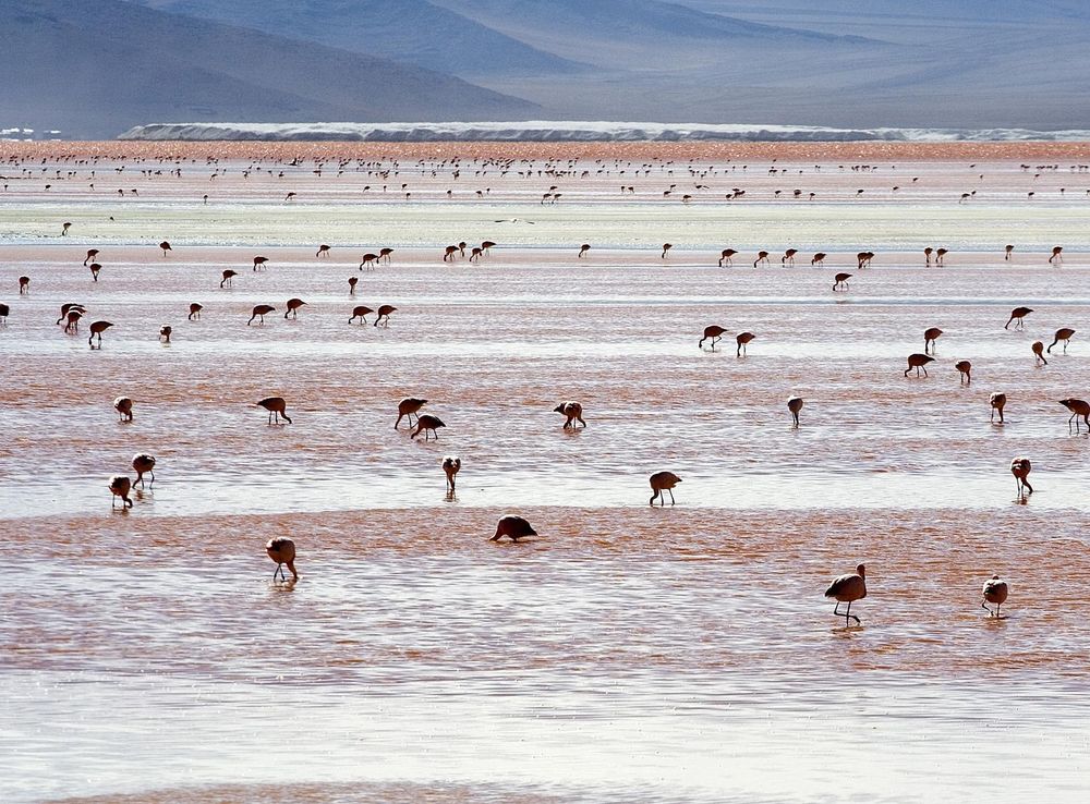 Archivo:Andean Flamingos Laguna Colorada Bolivia Luca Galuzzi 2006.jpg -  Wikipedia, la enciclopedia libre