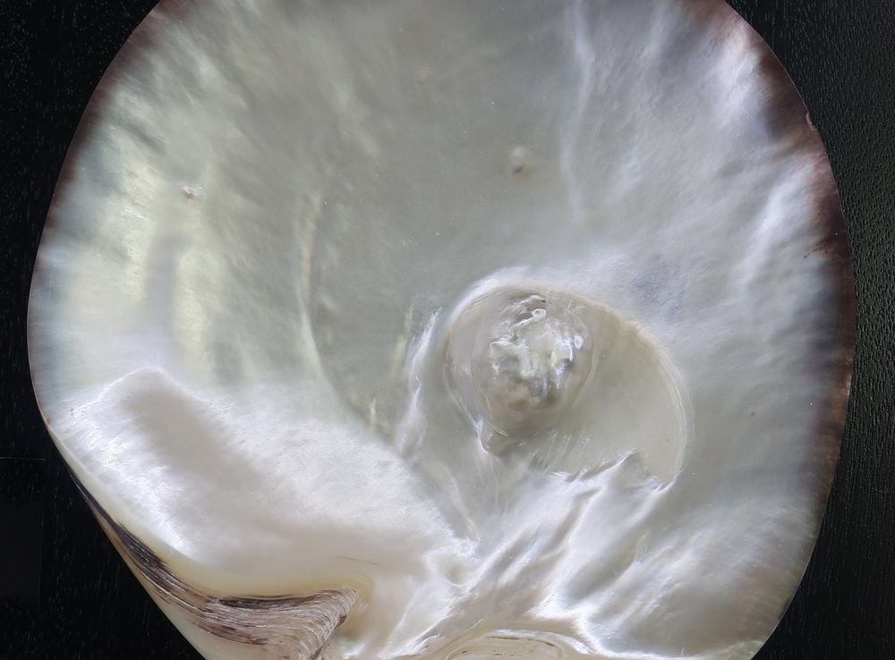 File:Black lipped oyster with natural pearl, Robert Wan Pearl Museum.JPG -  Wikimedia Commons