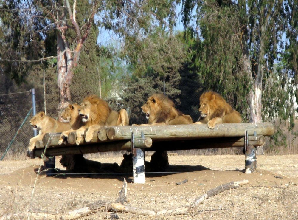 File:Panthera leo in Ramat-Gan Safari.jpg - Wikimedia Commons