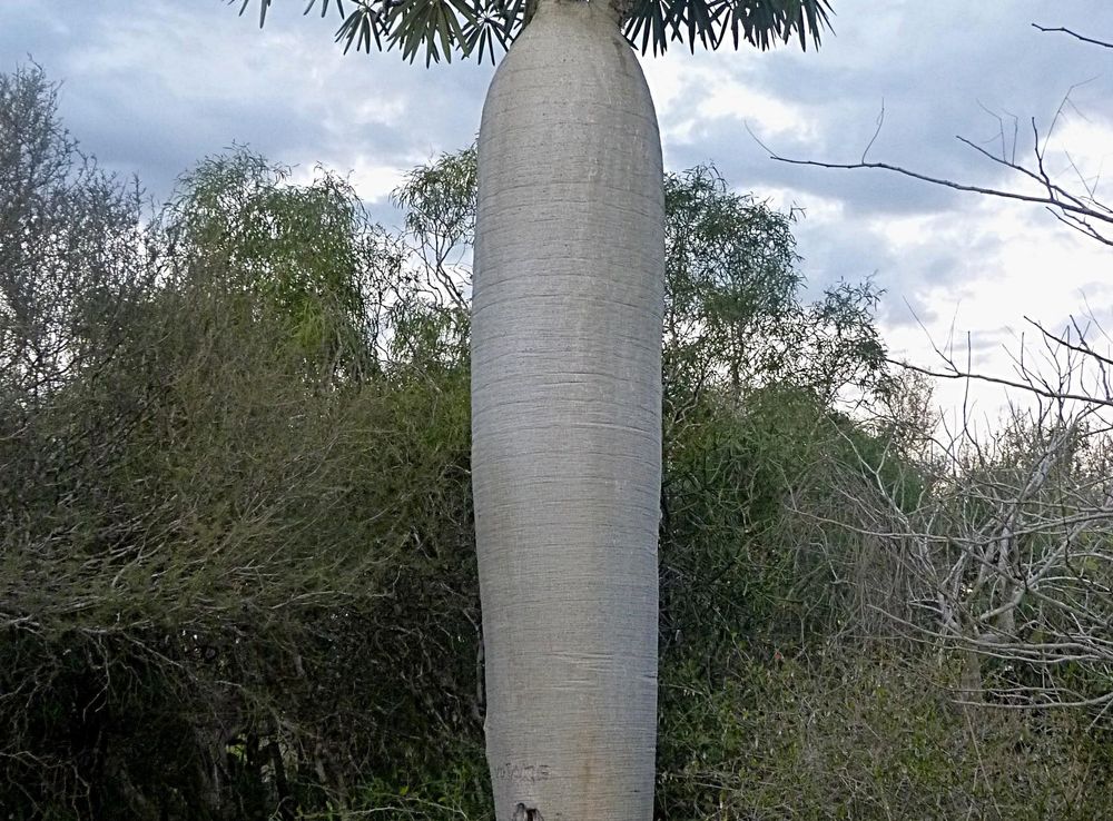 Fichier:Tuléar - Arboretum d'Antsokay-01 (Madagascar).JPG — Wikipédia