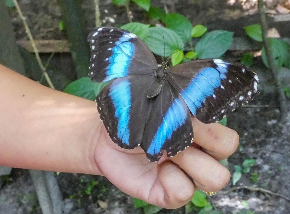 File:Butterfly in the Neotropical Butterfly Park (33516871536).jpg -  Wikimedia Commons