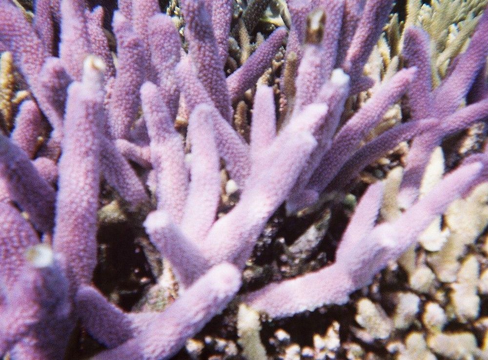 File:Coral1.JPG - Wikimedia Commons