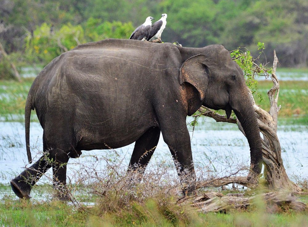 File:Sri Lankan Elephant and White Bellied Sea Eagles in Kumana National  Park.jpg - Wikimedia Commons