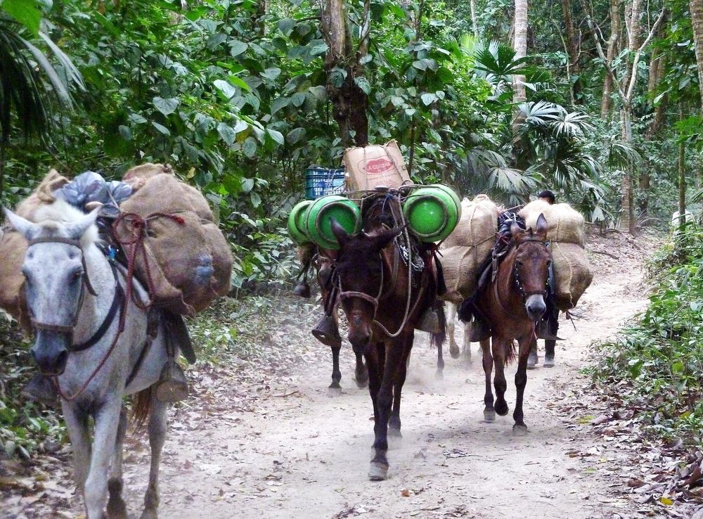 File:104 Donkeys in Tayrona Park Colombia.JPG - Wikimedia Commons