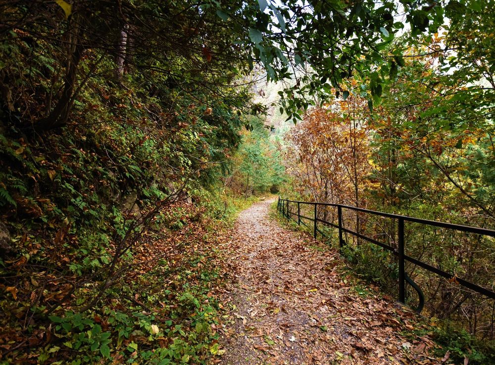 File:Ayubia National Park Pipeline Track 02.jpg - Wikimedia Commons