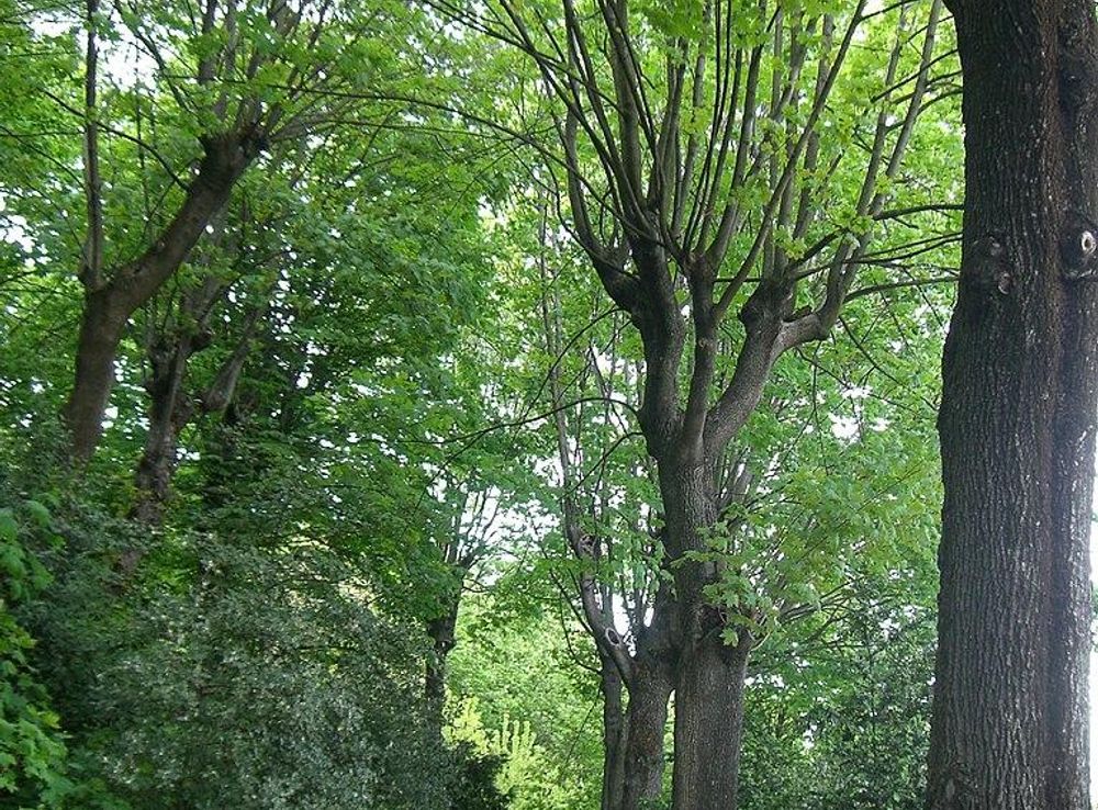 Fichier:Lyon 5 - Parc des Hauteurs - Jardin du Rosaire -Une allée au  printemps 2008.JPG — Wikipédia