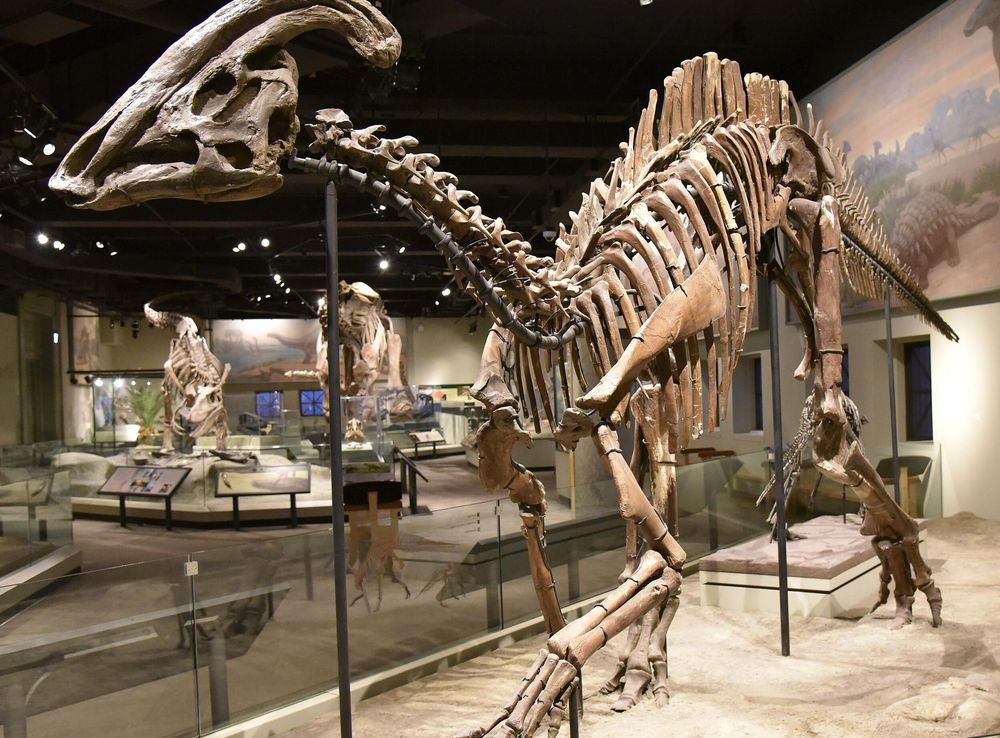 File:FMNH Parasaurolophus fossil.jpg - Wikipedia
